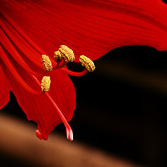 photo "Caprice in Red"