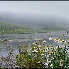 photo "Camomiles"