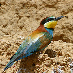 photo "European Bee-eater - Merops apiaster"