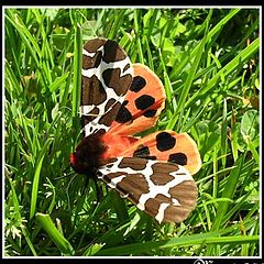 фото "Butterfly in the garden :-)"