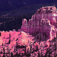 фото "The pink colors of Bryce Canyon"