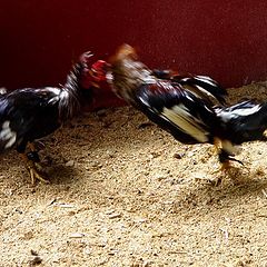 photo "Cockfight. Dominican Republic"