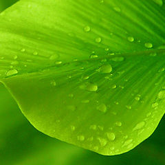 photo "Caprice in Green"