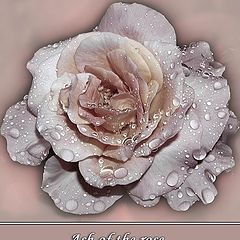 фото "Ash of the rose"