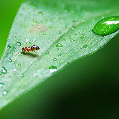 photo "A drop and an ant"