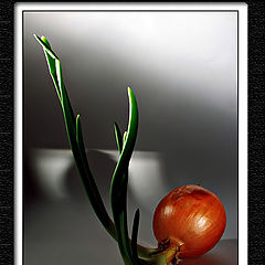 фото "A cebola (The onion)"