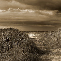 photo "Way to sea"