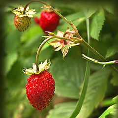 photo "Wood berry"