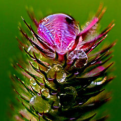 photo "Rain drop on grass"