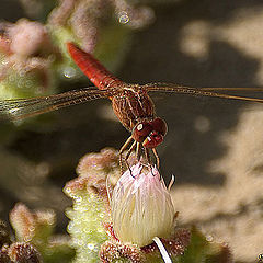 фото "Dragon Fly"