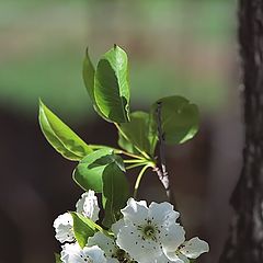 photo "Spring paintings ?.."