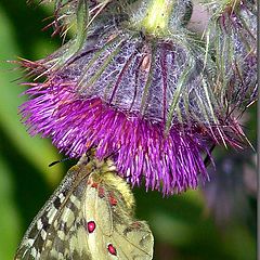 photo "papillon"