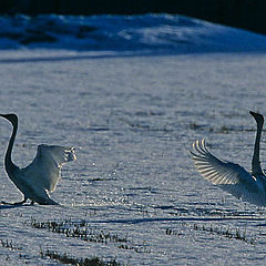 фото "swan mating"