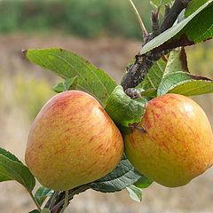 фото "One Apple a day..."