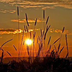 photo "Summer evening on Dragvoll"
