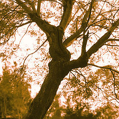 photo "Tree & stairs"