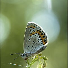 photo "Moth"