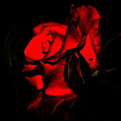 photo "Burnt rose"