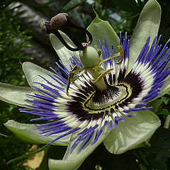 photo "The Passiflora"