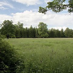 photo "About a field, the sky, a wood..And horizon in the"