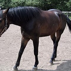 фото "Horse:)"