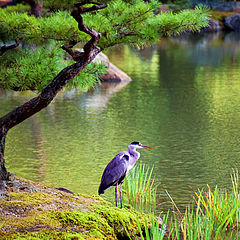 photo "In the garden of Golden temple (Japan)"