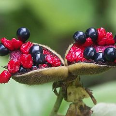 photo "The wolf berry"