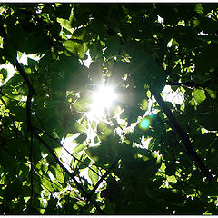 photo "The sun through foliage..."