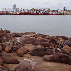 фото "Sea lions on the Harbor"