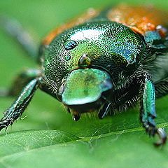 фото "Japannese Beetle"