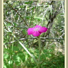 photo "One in wood"