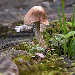 photo "Mushroom"