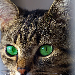 photo "Green-eyed"