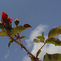 photo "Flowers buds in sky"