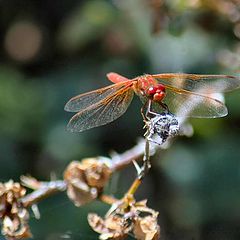 photo "Dragon Fly"