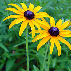 photo "Sisters"