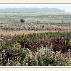 photo "Meadow palette"