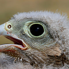 photo "Kestrel - Falco naumanni"