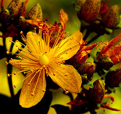 photo "The yellow flower"