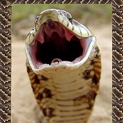 фото "Snake attack"