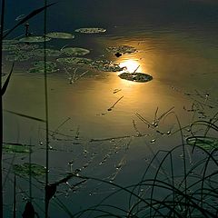 photo "Calm..."