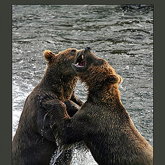 photo "The fight"