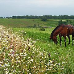 photo "Who is grazed on a meadow"