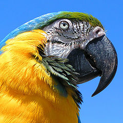 photo "Parrot"