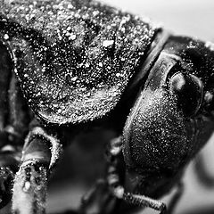 фото "Locusta B&W"