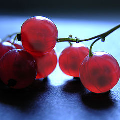 photo "Currant"