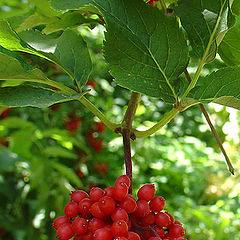 photo "Berries in garden"