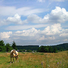 photo "Who is grazed on a meadow 2"