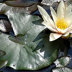 photo "In a pond"