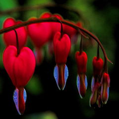 photo "5 hearts"